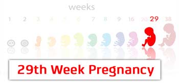 سونوگرافی هفته بیست و نهم بارداری