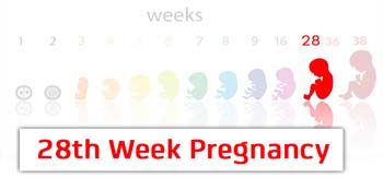 سونوگرافی هفته بیست و هشتم بارداری