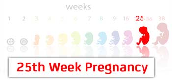 سونوگرافی هفته بیست و پنجم بارداری