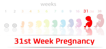 سونوگرافی هفته سی و یکم بارداری