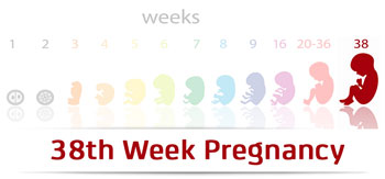 سونوگرافی هفته سی و هشتم بارداری